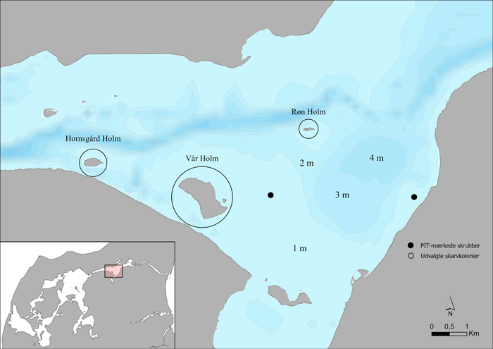 Kort over Nibe Bredning, hvor PIT-mærkede skrubbeyngel blev udsat (sorte prikker) og udvalgte skarvkolonier (cirkler)