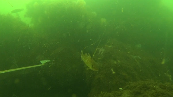 Billede fra undervandskamera i Vejle Fjord