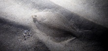 Skrubbe lige delvis nedgravet i sand
