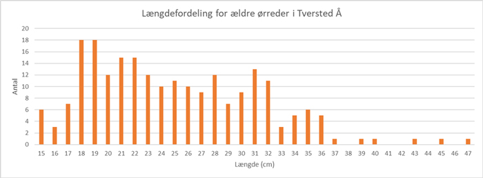 Længdefordeling af 223 ældre ørreder fanget ved elfiskeriet i september 2023