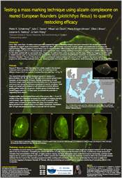Testing a mass marking technique using alizarin complexone on reared European flounders to quantify restocking efficacy. Poster fra Havforskermødet 2026