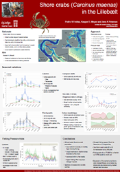 Shore crabs (Carcinus maenas) in the Lillebælt. Poster fra Havforskermødet 2026