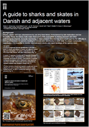 A guide to sharks and skates in Danish and adjacent waters. Poster fra Havforskermødet 2026