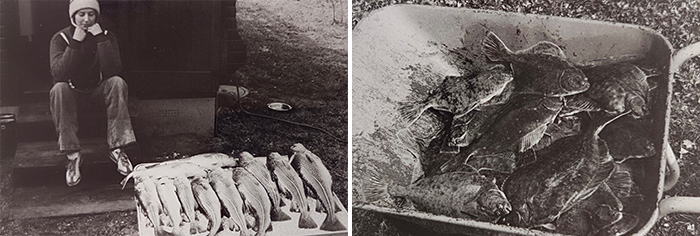 En nats fangst af torsk og fladfisk med et bundgarn i Sejerøbugten i 1980.