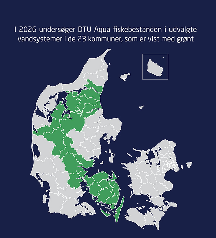 Kortet viser med grønt de kommuner, hvor der er vandløb, som skal have undersøgt fiskebestanden i 2026