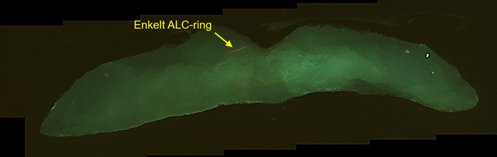Øresten med en enkelt ALC-ring, der stammer fra en 2½-årig skrubbe på 30 cm udsat i 2023.