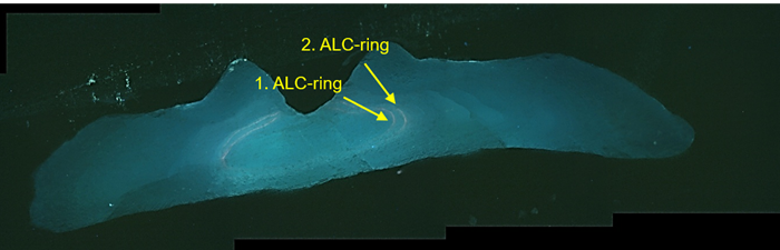 Øresten med to ALC-ringe, der stammer fra en 1½-årig fisk på 26 cm udsat i 2024.