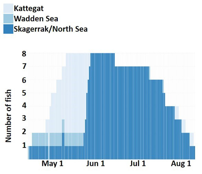 Marine migrations of sea trout