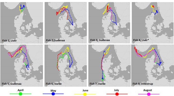 Marine migrations of sea trout
