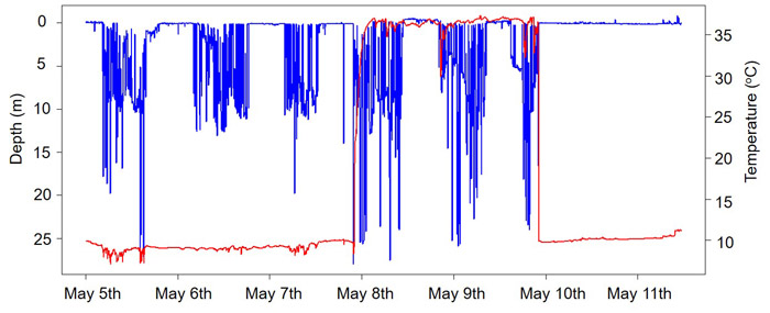 Temperature and depth profile from tagged sea trout