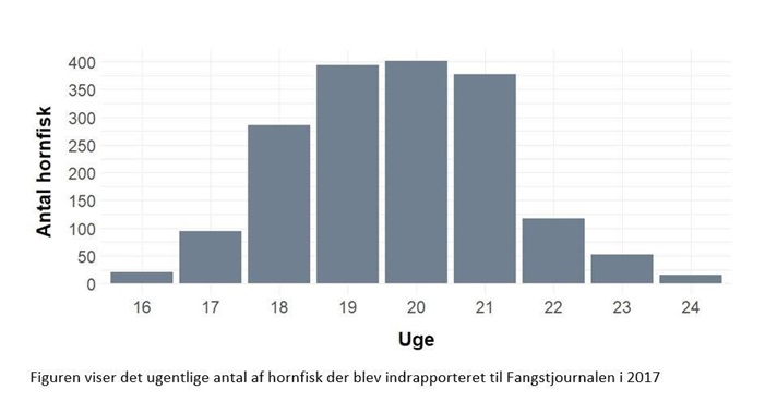 Ugentlig antal af hornfisk, der blev indrapporteret til Fangstjournalen i 2017.