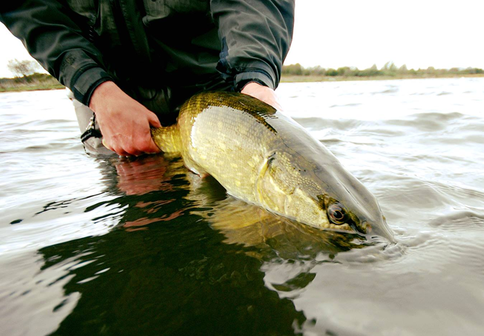 Gedden er en populær fisk at fange og maj måned er højsæson
