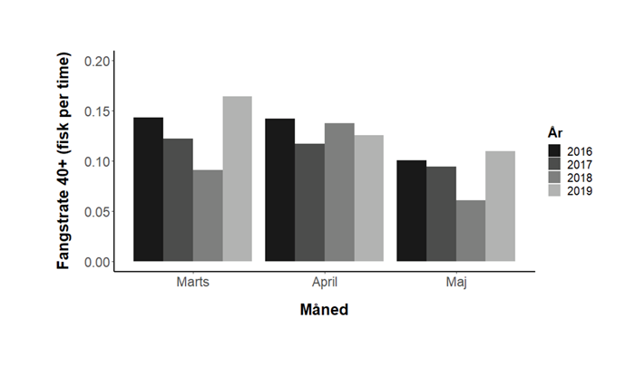 Fangstrater af havørreder over 40 cm på kysten i forårsmånederne 2016 til 2019. Marts 2019 skiller sig ud