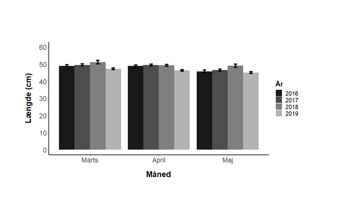 Gennemsnitslængder for havørreder over 40 cm fanget om foråret på kysten 2016-2019