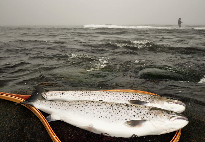 Statistik for havørreder over 40 cm fanget på kysten i forårsmånederne 2016-2019 peger på gennemsnitsstørrelser omkring 50 cm og fangstrater op til 0,16 havørreder pr time.