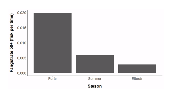 Fangstraterne af bækørreder over 50 cm er markant størst om foråret.