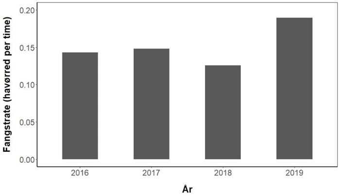 Den årlige gennemsnitlige fangstrate af havørred i danske åer fra 2016-2019.