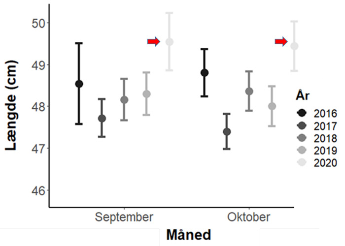 Gennemsnitlængden af kystfanget havørred større end 40 cm for henholdsvis september og oktober hvert år i perioden 2016-2020. 