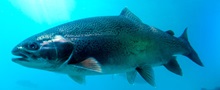 Regnbueørred