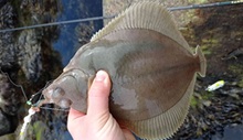Fladfisk fanget ved kysten