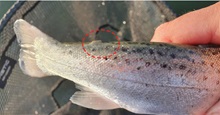 Mærket ørredsmolt som mangler fedtfinnen