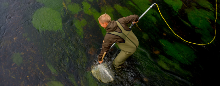 Forskningsbaseret rådgivning - undersøgelser af fiskebestand i vandløb