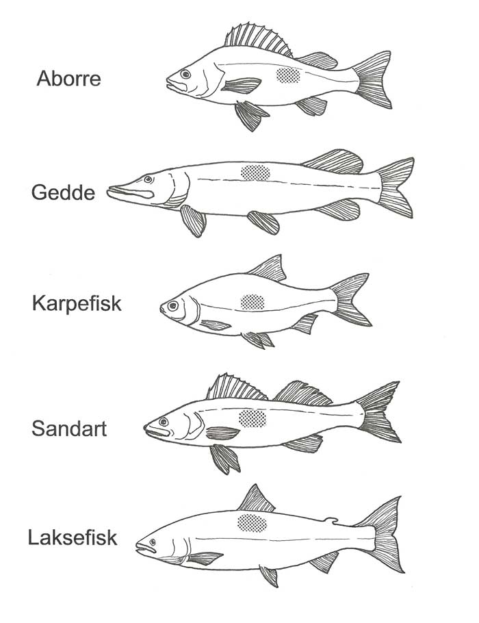 Udtagning af skælprøve på fisk