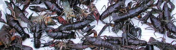 Flodkrebs_klar_til_udsaetning