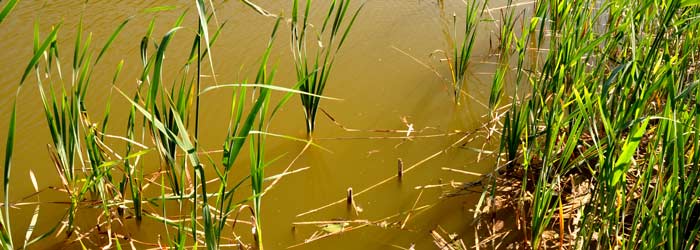 Sø med uklart vand - det er alger som gør vandet uklart