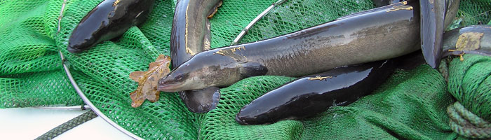 Ålen er en af vores mest eftertragtede spisefisk, men bestandene er nu så små, at der er indført en række begrænsninger i ålefiskeriet