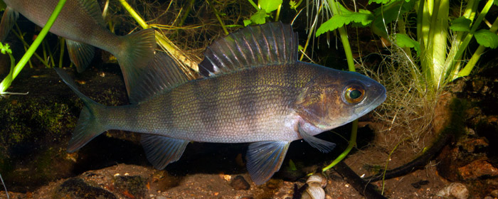 Aborre fangststatistik