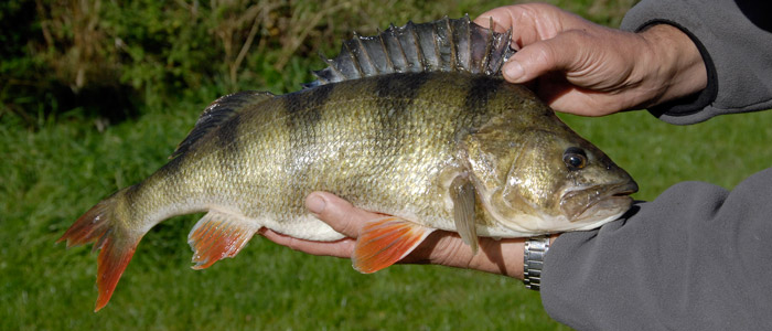 Aborren_er_en_populaer_sports__og_spisefisk_