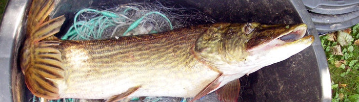 Gedden_fanges_baade_med_fiskestang_og_garn_