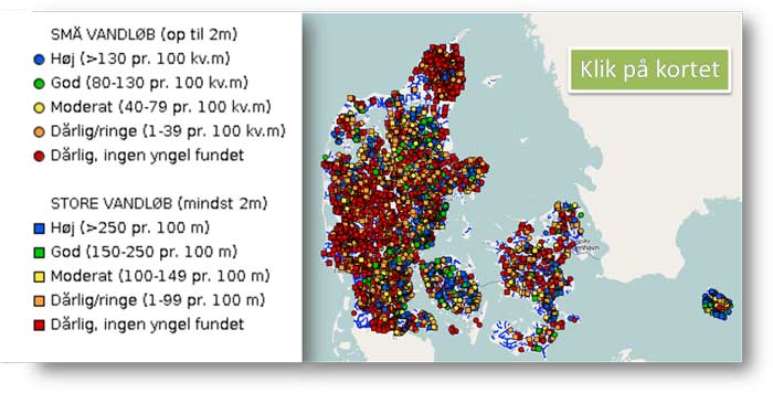 Ørredkortet - Klik på ørredkortet og få overblik over bestandene af ørred i de danske vandløb