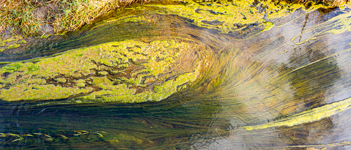 Trådalger er et tydeligt tegn på, at vandet har et højt indhold af næringsstoffer