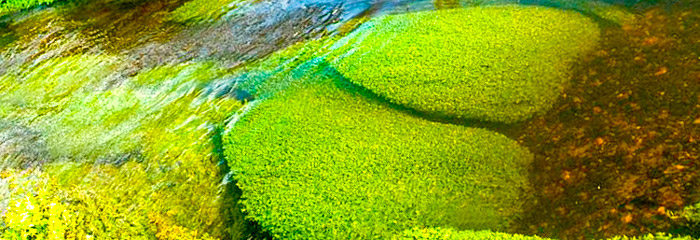 Vandløbsrestaurering genskaber naturlig forhold for fisk, smådyr og planter