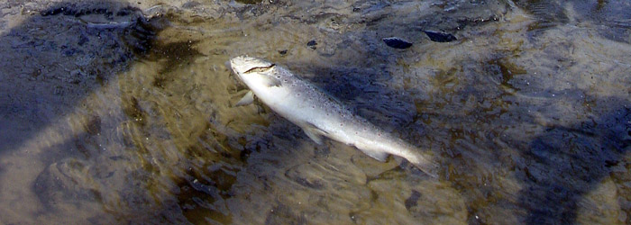Der er eksempler på kraftigt iltsvind og fiskedød ved oversvømmelser af ådale om sommeren