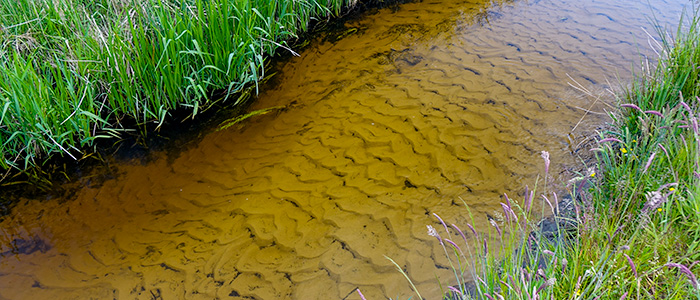 Vandplanterne er fjernet og bundet er domineret af sand med få eller ingen skjulsteder for fisk