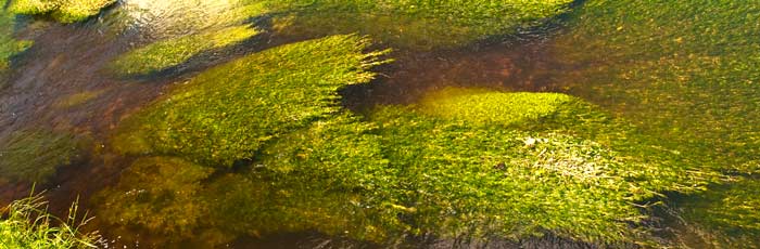 Planer for fiskepleje omfatter alle danske ørredvandløb