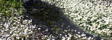 Blomstende vandranunkler. © gobio.dk 