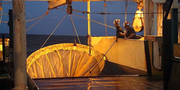 MIK-nettet hives ombord med fangsten af fiskelarver på Dana. Foto: Line Reeh