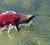 Sockey -  stillehavslaks som udfører migration på mange hundrede kilometer i de canadiske floder 