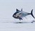 Blåfinnet tun springer i dansk farvand. Foto Henrik Baktoft
