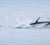 Blåfinnet tun jager fisk i farvandet udenfor Skagen Havn. Foto Henrik Baktoft