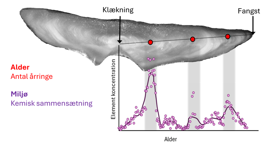 Øresten fra skrubbe fanget i Ringkøbing Fjord