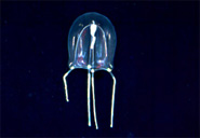 Sarsia tubulosa er en smågople. © Hans Ulrik Riisgård