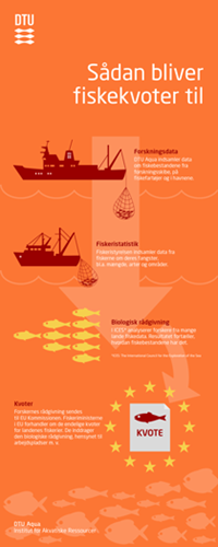 Sådan bliver fiskekvoter til. Infografik. DTU Aqua.