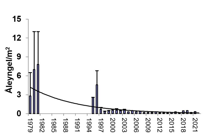 Vester Vedsted Bæk tæthed af åleyngel pr. kvardratmeter i perioden 1979-2021