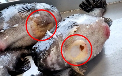 Stenbideres sugeskive. Foto: Amalie Walsøe Bruun