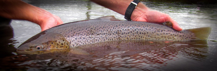 Havørred med tydelig fedtfinne